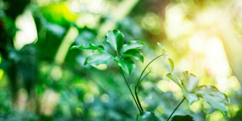 giornate-ecologiche